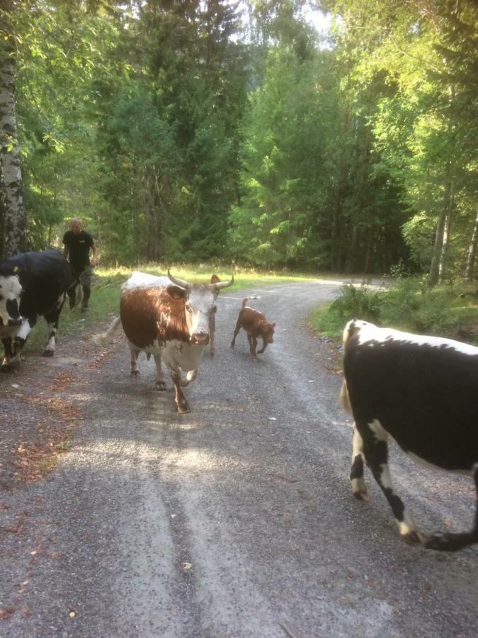 Tjonnas Farm Stay Sauland Buitenkant foto